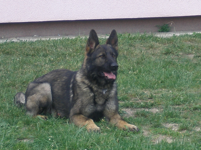 obrázek