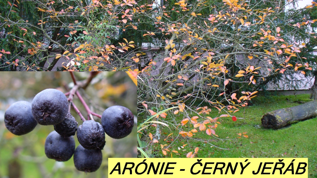 aronie
