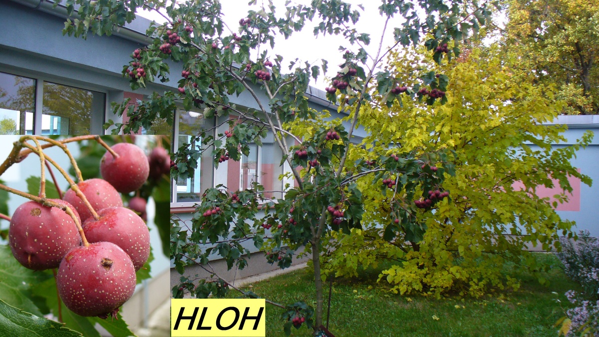 hloh