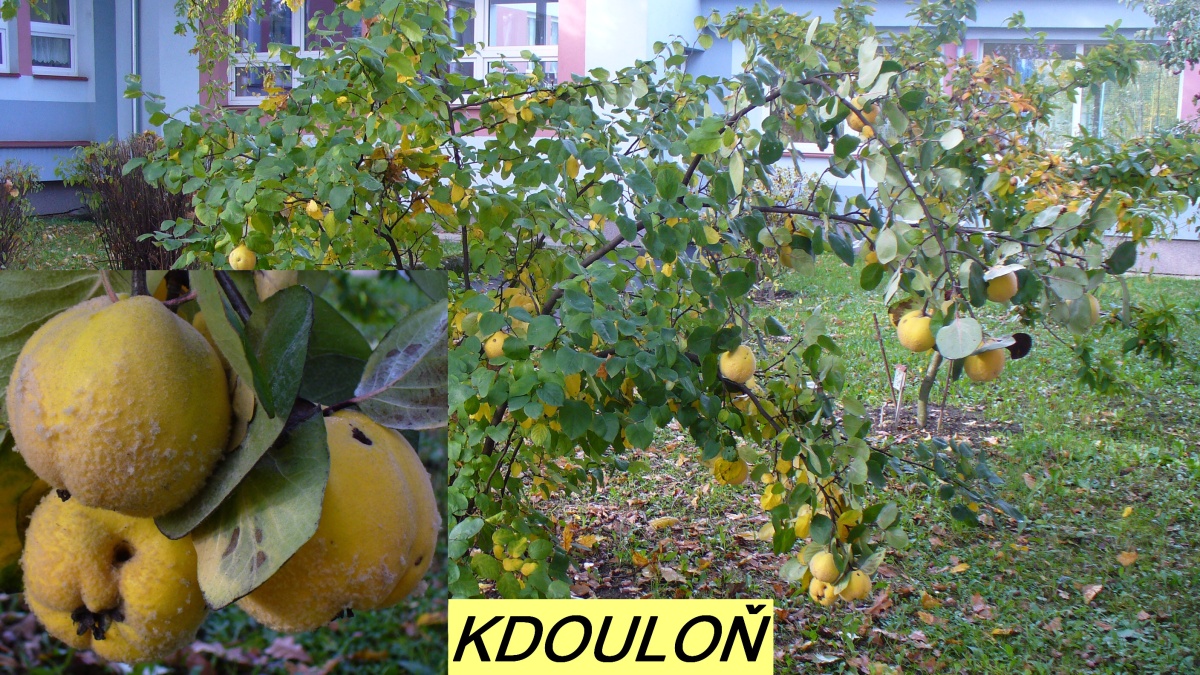 kdouloň