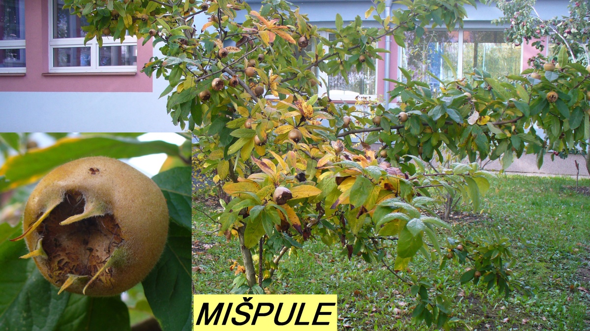 mišpule