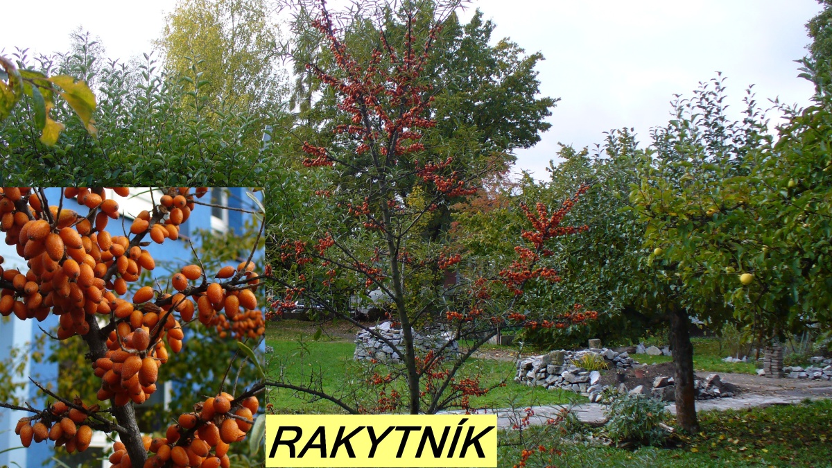 rakytník